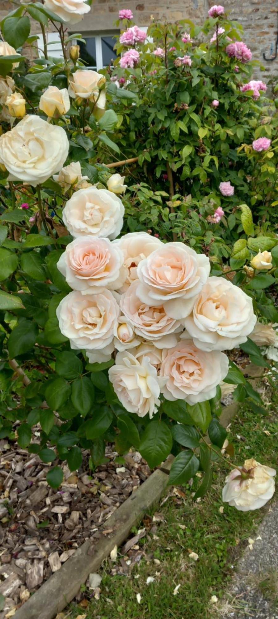 La Chatre Ronthon